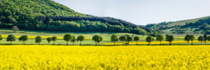Panorama of meadows and rapeseed fields near Merxheim, Naheland, trees, avenue, Panorama of meadows and rapeseed fields near Merxheim, Naheland, trees, avenue,